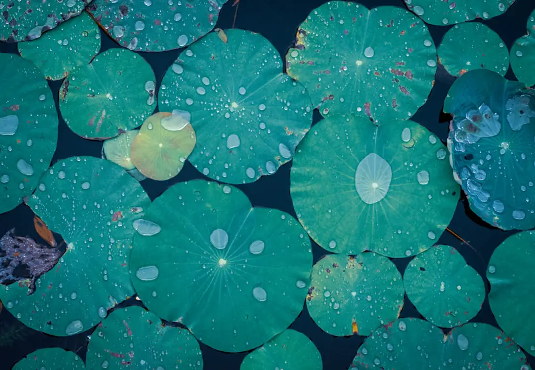 water droplets on green leaves