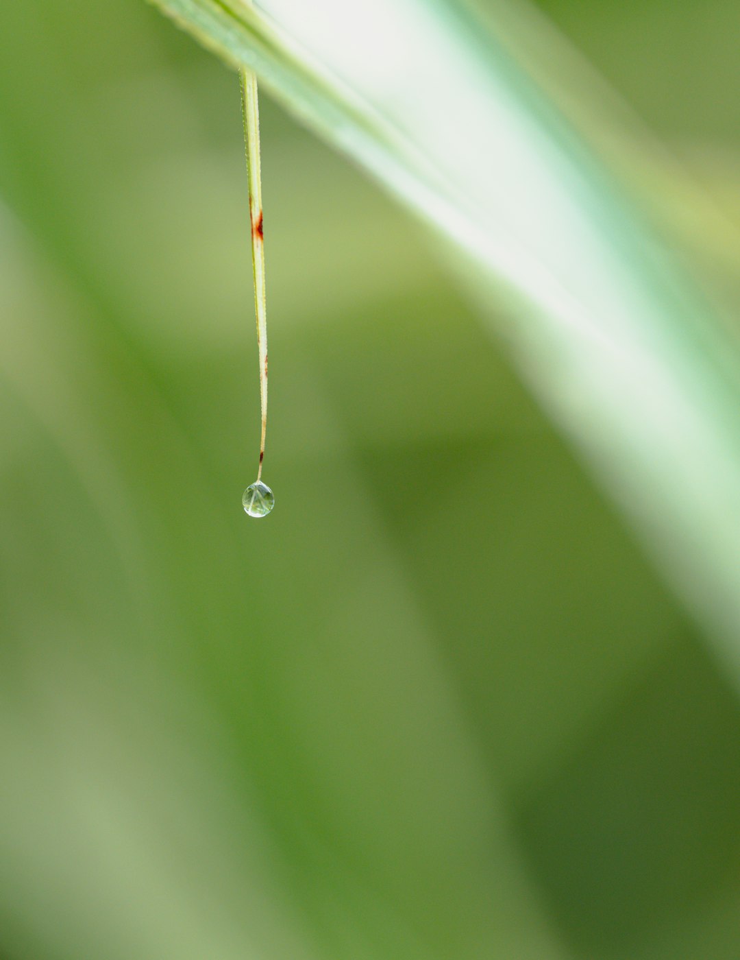 a drop of water hanging from a green leaf